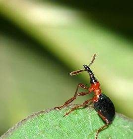 甘薯蚁象会咬人,甘薯小象甲咬人有毒吗图2