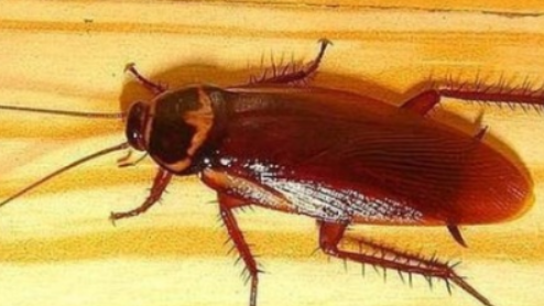 酒精能杀死蟑螂虫卵,75°酒精可以杀死蟑螂卵吗图4