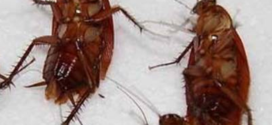 酒精能杀死蟑螂虫卵,75°酒精可以杀死蟑螂卵吗图3