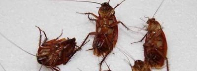 ​酒精能杀死蟑螂虫卵,75°酒精可以杀死蟑螂卵吗