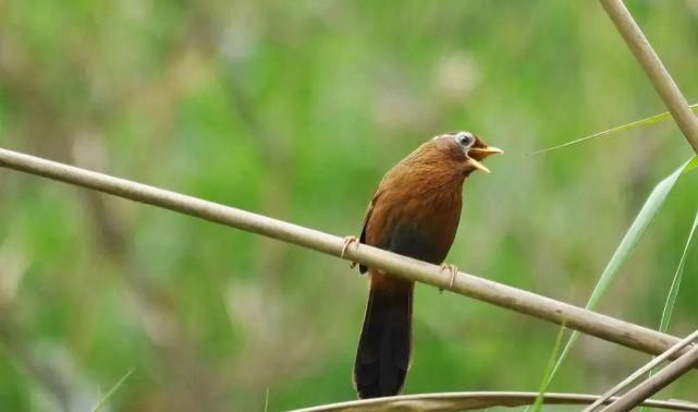 画眉鸟2021年二级保护动物什么时候开始