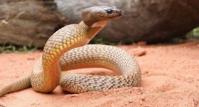 ​世界上最毒的蛇是什么蛇大全第一名（世界上最毒的蛇第一名）