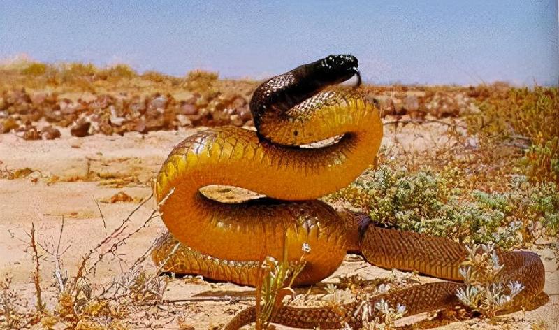 世界上最毒的蛇是什么蛇大全第一名(世界上最毒的蛇第一名)(图2) 世界上最毒的蛇是什么蛇大全第一名(世界上最毒的蛇第一名)(图2)