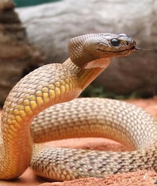 世界上最毒的蛇是什么蛇大全第一名(世界上最毒的蛇第一名)(图3) 世界上最毒的蛇是什么蛇大全第一名(世界上最毒的蛇第一名)(图3)