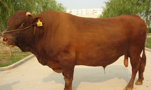 我国目前哪里的黄牛品种最好-(中国五大黄牛品种哪个最好养)(图2) 我国目前哪里的黄牛品种最好-(中国五大黄牛品种哪个最好养)(图2)