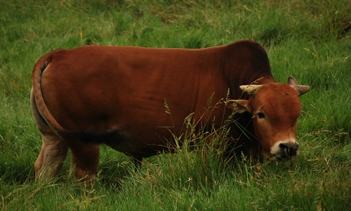 我国目前哪里的黄牛品种最好-(中国五大黄牛品种哪个最好养)(图3) 我国目前哪里的黄牛品种最好-(中国五大黄牛品种哪个最好养)(图3)