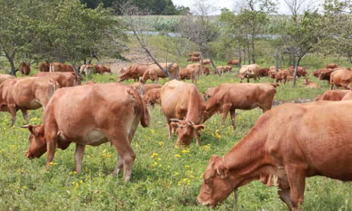 我国目前哪里的黄牛品种最好-(中国五大黄牛品种哪个最好养)(图5) 我国目前哪里的黄牛品种最好-(中国五大黄牛品种哪个最好养)(图5)