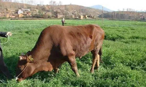 我国目前哪里的黄牛品种最好-(中国五大黄牛品种哪个最好养)(图4) 我国目前哪里的黄牛品种最好-(中国五大黄牛品种哪个最好养)(图4)