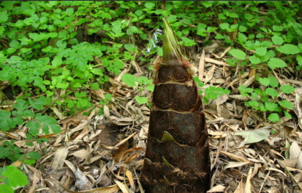 细竹笋是什么笋,毛竹笋与竹笋的区别图2