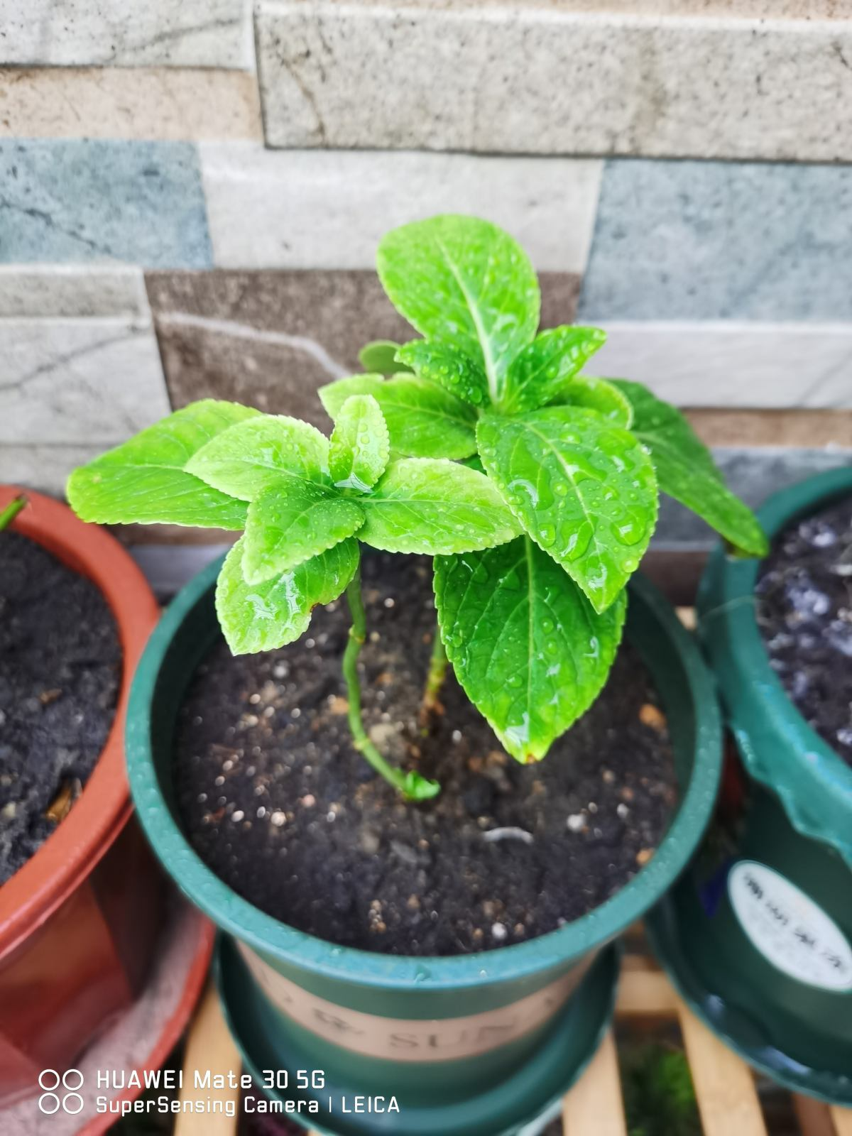 玫瑰花剪了枝该怎么种才能种活呢-(剪下的玫瑰花枝怎样才能栽活)(图6) 玫瑰花剪了枝该怎么种才能种活呢-(剪下的玫瑰花枝怎样才能栽活)(图6)