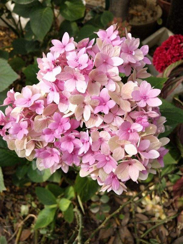 玫瑰花剪了枝该怎么种才能种活呢-(剪下的玫瑰花枝怎样才能栽活)(图5) 玫瑰花剪了枝该怎么种才能种活呢-(剪下的玫瑰花枝怎样才能栽活)(图5)