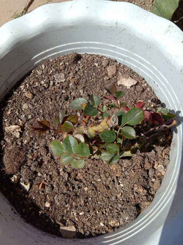 玫瑰花剪了枝该怎么种才能种活呢-(剪下的玫瑰花枝怎样才能栽活)(图2) 玫瑰花剪了枝该怎么种才能种活呢-(剪下的玫瑰花枝怎样才能栽活)(图2)