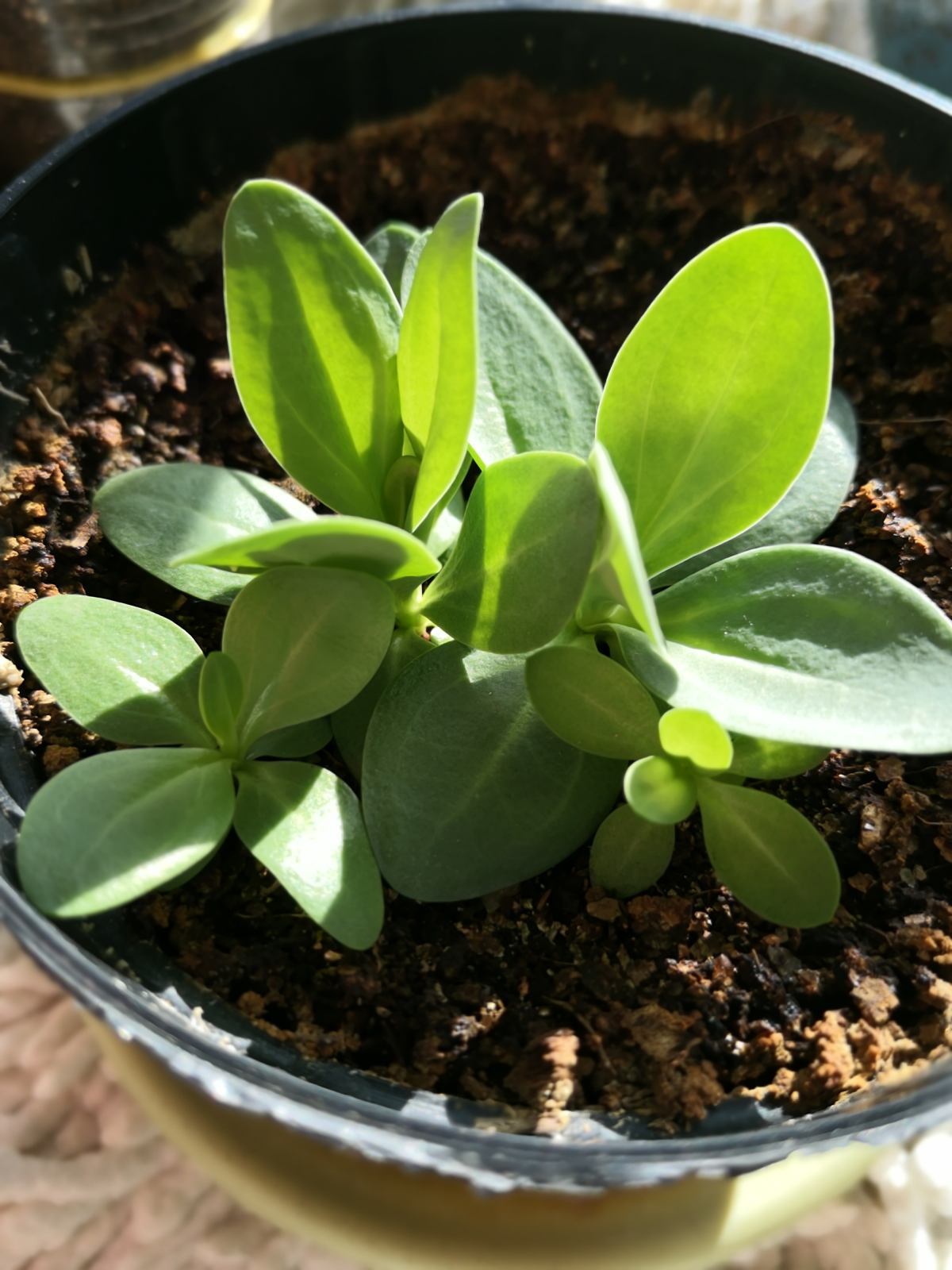 玫瑰花剪了枝该怎么种才能种活呢-(剪下的玫瑰花枝怎样才能栽活)(图9) 玫瑰花剪了枝该怎么种才能种活呢-(剪下的玫瑰花枝怎样才能栽活)(图9)