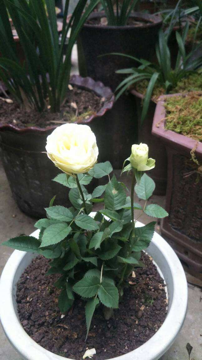 玫瑰花剪了枝该怎么种才能种活呢-(剪下的玫瑰花枝怎样才能栽活)(图4) 玫瑰花剪了枝该怎么种才能种活呢-(剪下的玫瑰花枝怎样才能栽活)(图4)