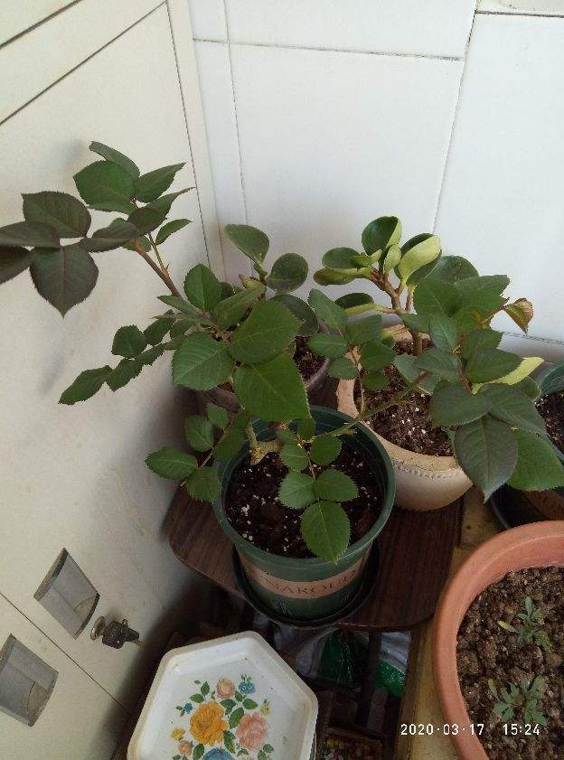 玫瑰花剪了枝该怎么种才能种活呢-(剪下的玫瑰花枝怎样才能栽活)(图3) 玫瑰花剪了枝该怎么种才能种活呢-(剪下的玫瑰花枝怎样才能栽活)(图3)