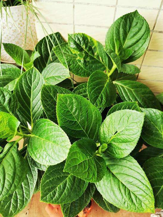 玫瑰花剪了枝该怎么种才能种活呢-(剪下的玫瑰花枝怎样才能栽活)(图7) 玫瑰花剪了枝该怎么种才能种活呢-(剪下的玫瑰花枝怎样才能栽活)(图7)