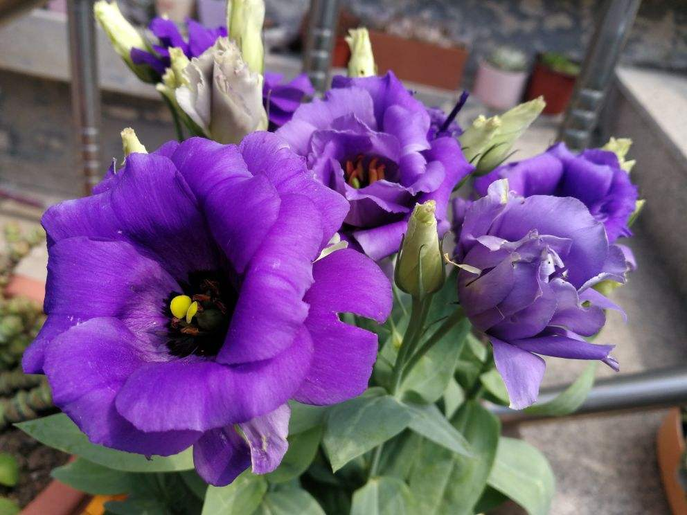 玫瑰花剪了枝该怎么种才能种活呢-(剪下的玫瑰花枝怎样才能栽活)(图8) 玫瑰花剪了枝该怎么种才能种活呢-(剪下的玫瑰花枝怎样才能栽活)(图8)