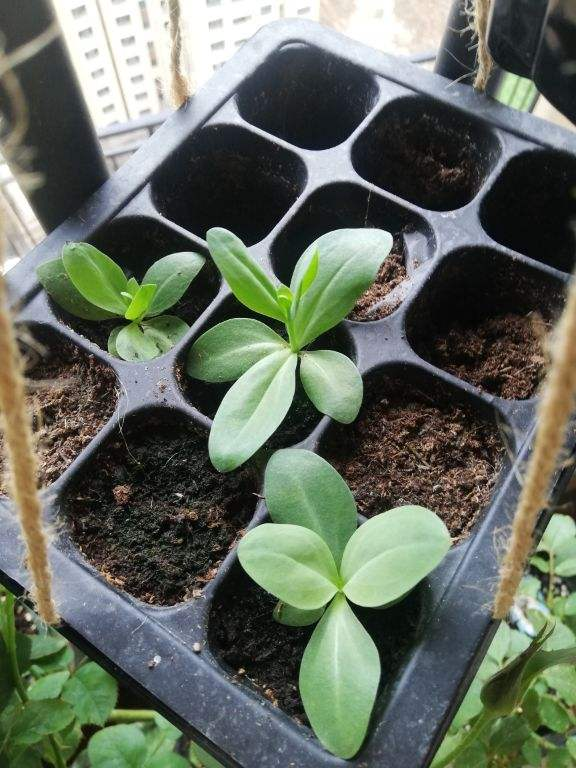 玫瑰花剪了枝该怎么种才能种活呢-(剪下的玫瑰花枝怎样才能栽活)(图10) 玫瑰花剪了枝该怎么种才能种活呢-(剪下的玫瑰花枝怎样才能栽活)(图10)