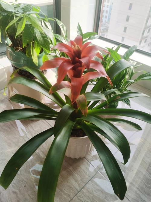 鸿运当头花怎么养（鸿运当头养殖方法介绍）
