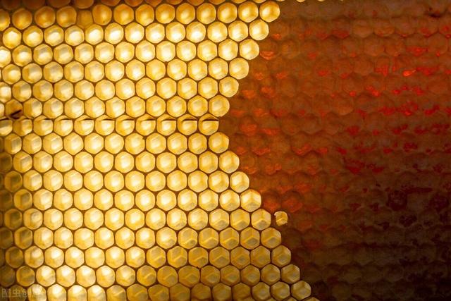 你还知道蜜蜂有哪些知识点(这些蜜蜂知识你都知道吗)(1)