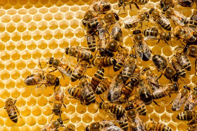 你还知道蜜蜂有哪些知识点(这些蜜蜂知识你都知道吗)(2)