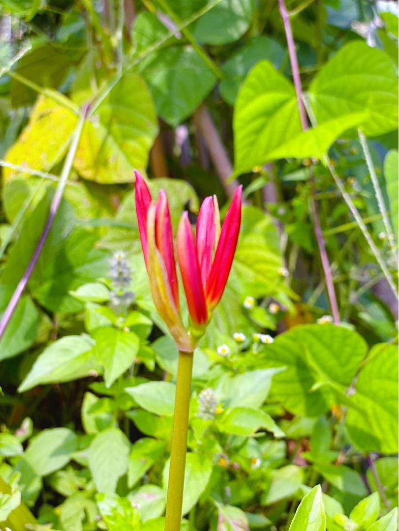 什么是彼岸花-彼岸花的花语和寓意是什么意思-(彼岸花的来历传说故事)(图5) 什么是彼岸花-彼岸花的花语和寓意是什么意思-(彼岸花的来历传说故事)(图5)