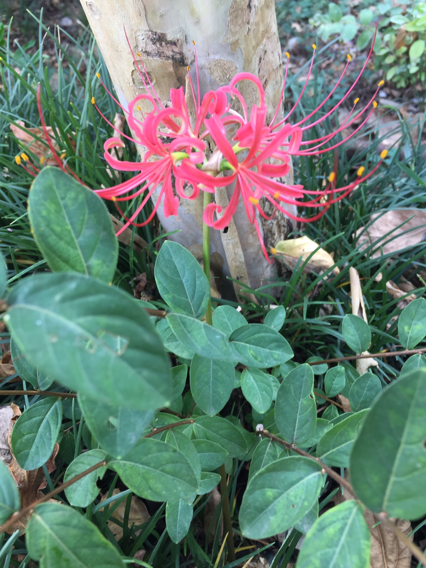 什么是彼岸花-彼岸花的花语和寓意是什么意思-(彼岸花的来历传说故事)(图4) 什么是彼岸花-彼岸花的花语和寓意是什么意思-(彼岸花的来历传说故事)(图4)