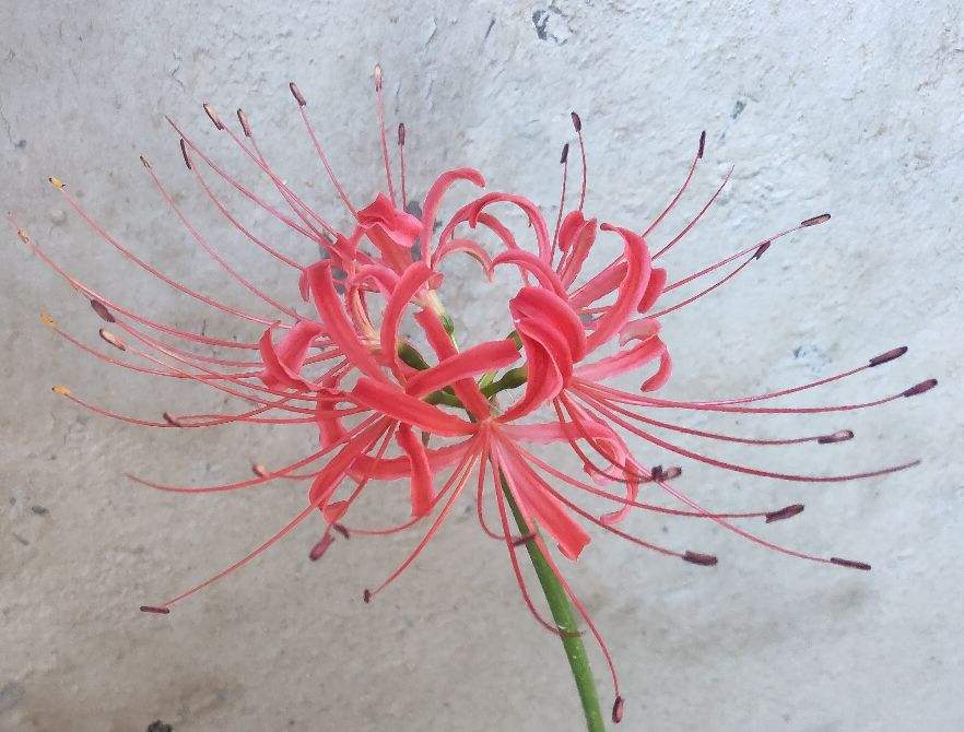 什么是彼岸花-彼岸花的花语和寓意是什么意思-(彼岸花的来历传说故事)(图2) 什么是彼岸花-彼岸花的花语和寓意是什么意思-(彼岸花的来历传说故事)(图2)