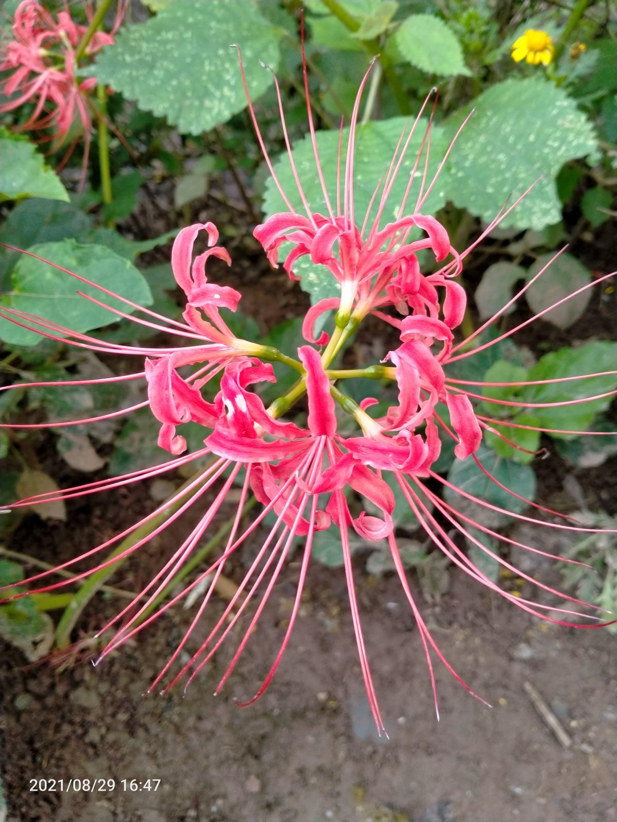 什么是彼岸花-彼岸花的花语和寓意是什么意思-(彼岸花的来历传说故事)(图3) 什么是彼岸花-彼岸花的花语和寓意是什么意思-(彼岸花的来历传说故事)(图3)