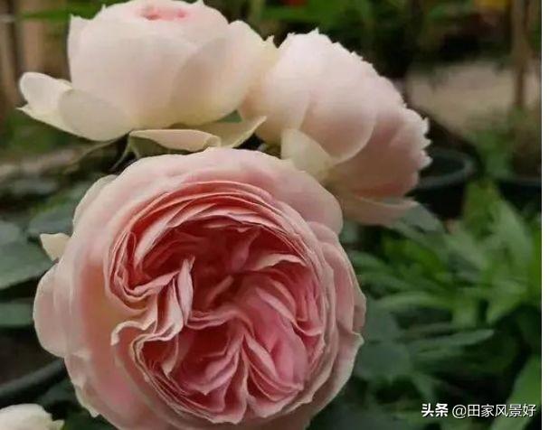 为什么30岁女人很需要男人(为什么30岁的女人更需要男人)(图2) 为什么30岁女人很需要男人(为什么30岁的女人更需要男人)(图2)