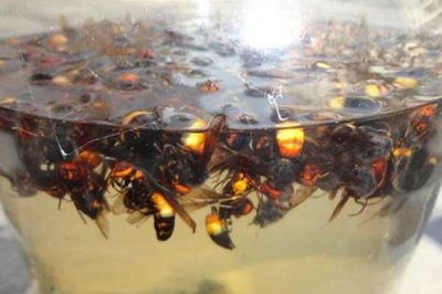 ​土蜂泡酒的功效与作用(地蜂泡酒的功效与作用)