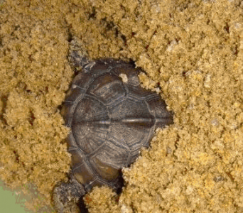 ​冬眠动物有哪些动物，冬眠的动物都是冷血动物吗？有哪些动物冬眠，怎样冬眠？