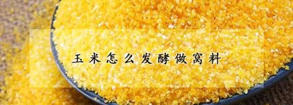 玉米怎么发酵做窝料,甜酒曲玉米窝料的制作方法图8