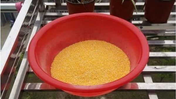 玉米怎么发酵做窝料,甜酒曲玉米窝料的制作方法图3