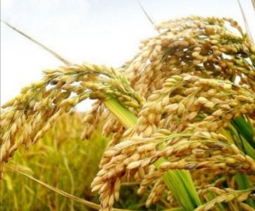 ​稻子是什么米，稻子谷子麦子糜子，分别是什么？