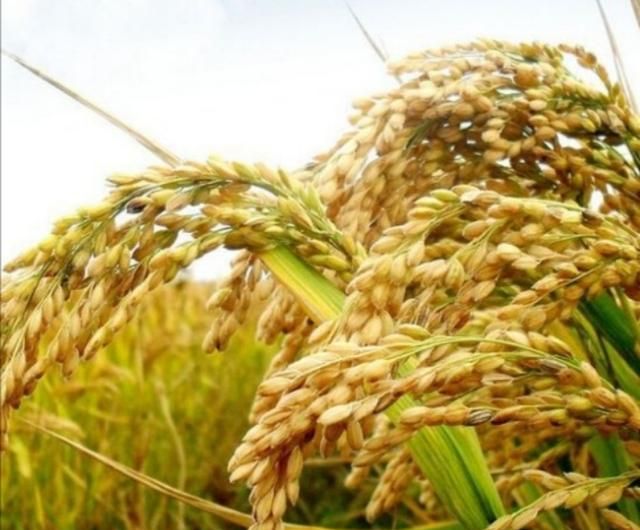 稻子是什么米，稻子谷子麦子糜子，分别是什么？图1