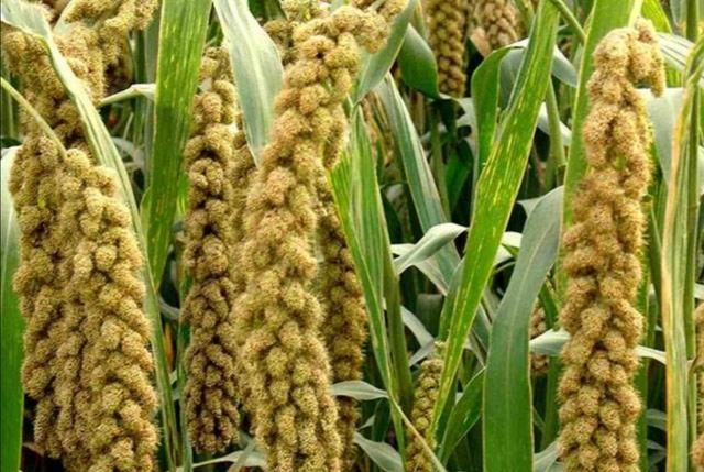 稻子是什么米，稻子谷子麦子糜子，分别是什么？图3