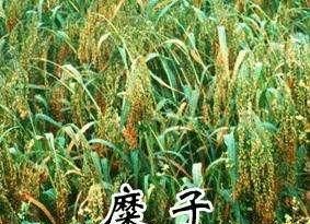 稻子是什么米，稻子谷子麦子糜子，分别是什么？图7