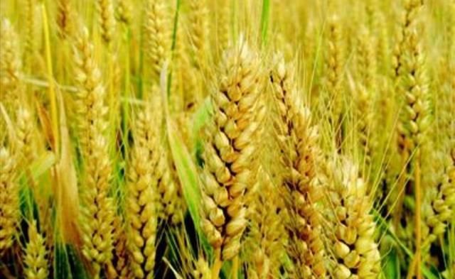 稻子是什么米，稻子谷子麦子糜子，分别是什么？图5