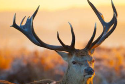 鹿角与鹿腿的寓意出自哪里,鹿角与鹿腿的寓意出自哪里呢图3