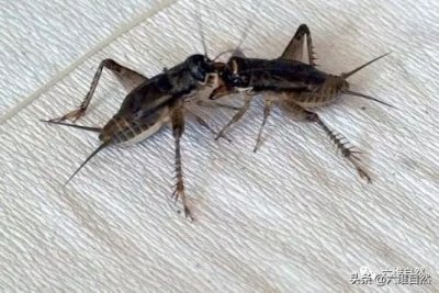 ​蟋蟀吃什么食物（蛐蛐儿吃什么食物）