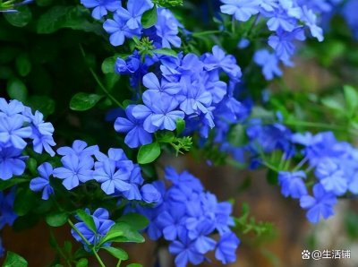 ​蓝雪花的养殖方法和注意事项（蓝雪花养殖的四个关键点）