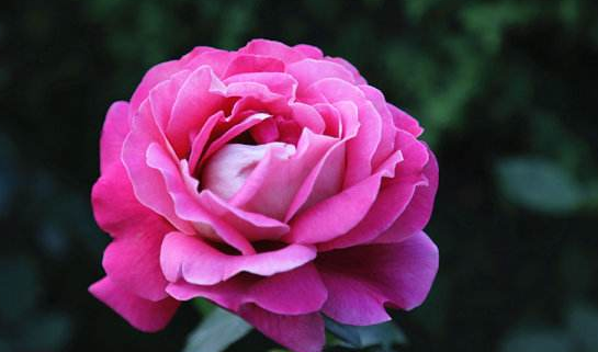 种花肥料的种类,盆栽花卉施肥的肥料种类图6