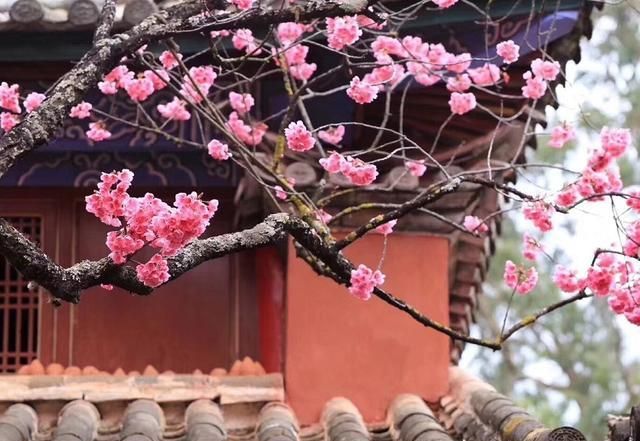 人间四月芳菲尽山寺桃花始盛开的意思