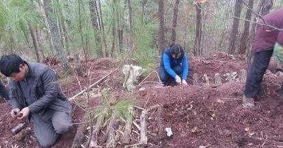 天麻的功效与作用，天麻粉的功效与作用及食用方法是什么？图4