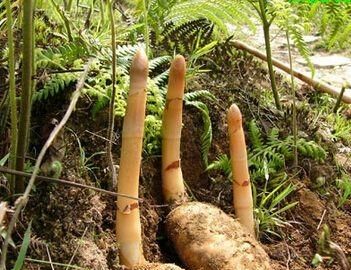 天麻的功效与作用，天麻粉的功效与作用及食用方法是什么？图3