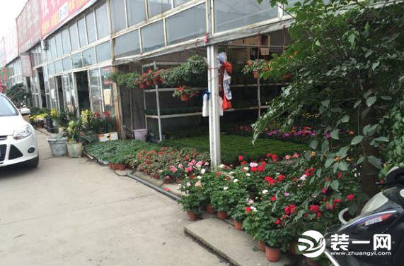 成都花鸟市场在哪里啊（成都最大最便宜的花卉市场在哪里）(2)