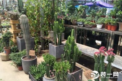 ​成都最大最便宜的花卉市场在哪里(成都花鸟市场在哪里啊)