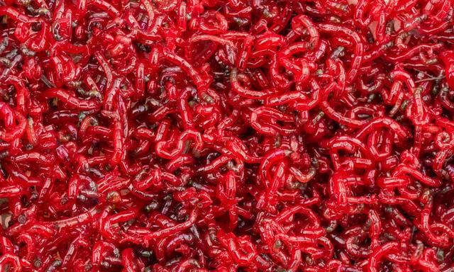 红虫是什么，红虫到底是什么东西？图3