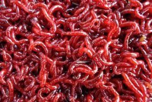 红虫和红线虫的区别是什么啊